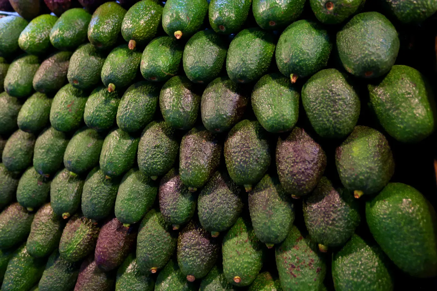 Muro de aguacates Hass apilados en la Central de Abasto de la Ciudad de México; el precio del aguacate baja desde junio