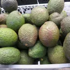 Aguacates Hass de cáscara rugosa verde oscuro apilados en una caja, listos para la venta