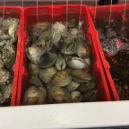 Almejas con concha en canastas de plástico rojas en un puesto de mariscos