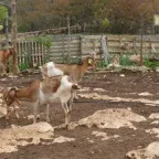 Cabras de pelo café y blanco dentro de un corral de tierra con cerca de madera