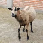 Borrego de pelo café claro, de pie en un corral con piso de tierra y barda de ladrillo