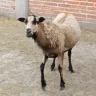Borrego de pelo café claro, de pie en un corral con piso de tierra y barda de ladrillo