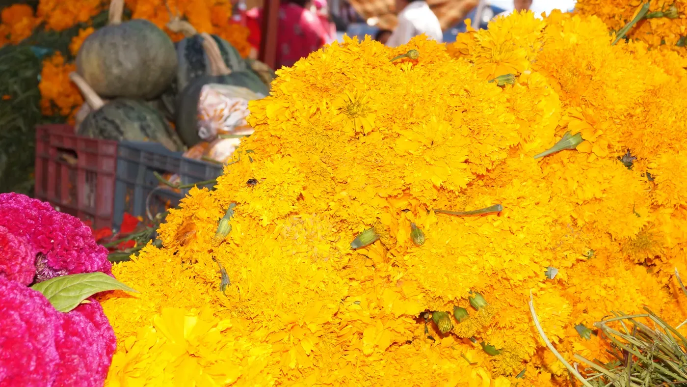 Calabazas grandes como las de la calabaza en tacha, junto a flor de cempasúchil y terciopelo en un puesto de Tláhuac, CDMX