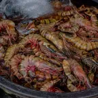 Camarones crudos enteros, con cabeza y antenas, amontonados en una tina con hielo