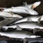 Cazones enteros, tiburones pequeños de piel gris, amontonados en un mercado de pescado