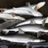 Cazones enteros, tiburones pequeños de piel gris, amontonados en un mercado de pescado