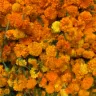 Flores de cempasúchil anaranjadas, recién cortadas, amontonadas para su venta