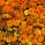 Flores de cempasúchil anaranjadas, recién cortadas, amontonadas para su venta