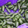 Chiles jalapeños verdes y brillantes amontonados en una caja de plástico morada