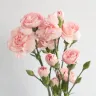 Ramo de claveles rosa pálido con tallos verdes largos sobre fondo blanco