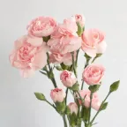 Ramo de claveles rosa pálido con tallos verdes largos sobre fondo blanco