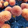 Crisantemos pompón de color naranja, de flores chicas y redondas, vistos de cerca
