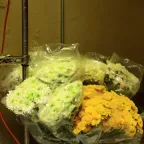 Ramos de crisantemos verdes, blancos y amarillos envueltos en celofán en un puesto de mercado