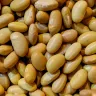 Granos de frijol peruano, de color amarillo claro, vistos de cerca