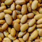Granos de frijol peruano, de color amarillo claro, vistos de cerca