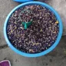 Frijol negro a granel en un tazón azul de plástico, en un puesto del mercado de San Andrés Tuxtla, Veracruz