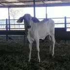 Becerro de pelo blanco, de pie dentro de un corral techado con cerca de tubos