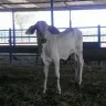 Becerro de pelo blanco, de pie dentro de un corral techado con cerca de tubos