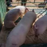 Cerdos de engorda de piel rosada en un corral con piso de aserrín y cerca verde