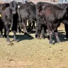 Novillos de pelo negro y café reunidos en un corral con piso de tierra