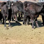 Novillos de pelo negro y café reunidos en un corral con piso de tierra