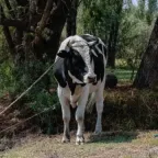 Toro Holstein blanco con negro, amarrado con una cuerda bajo unos árboles, en México