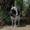Toro Holstein blanco con negro, amarrado con una cuerda bajo unos árboles, en México