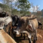 Ganado bovino en un corral de madera en Chamula, Chiapas, visto de cerca