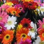 Gerberas de colores rojo, naranja, rosa, amarillo y blanco reunidas en un ramo grande