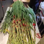 Rollo de varas de gladiola en botón, con las puntas rojas, en un puesto de flores