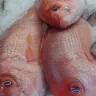 Tres huachinangos enteros de piel roja sobre hielo en una pescadería