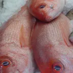 Tres huachinangos enteros de piel roja sobre hielo en una pescadería