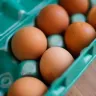 Huevos rojos, de cascarón café, acomodados en un cartón de color verde azulado