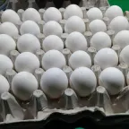 Huevos blancos acomodados en una cartera de cartón, como se venden por caja al mayoreo