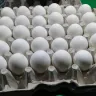 Huevos blancos acomodados en una cartera de cartón, como se venden por caja al mayoreo