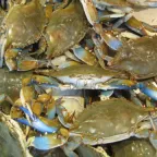 Jaibas azules enteras amontonadas en un puesto de mercado de mariscos