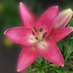 Flor de lilium rosa abierta, con pétalos en forma de estrella y botones a un lado