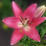 Flor de lilium rosa abierta, con pétalos en forma de estrella y botones a un lado
