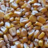Granos de maíz amarillo secos y sueltos, vistos de cerca