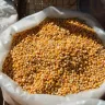 Granos de maíz amarillo en un costal blanco abierto en un puesto de mercado