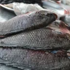 Mojarras tilapia enteras, de escamas grises, apiladas para su venta en un mercado