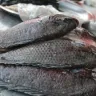 Mojarras tilapia enteras, de escamas grises, apiladas para su venta en un mercado