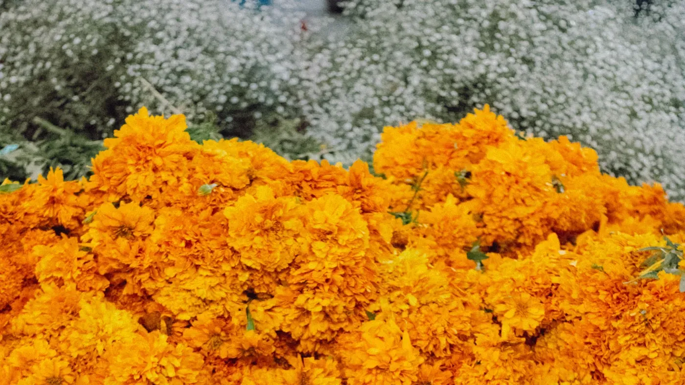 Montón de flor de cempasúchil a la venta, con flor nube blanca al fondo; el precio del cempasúchil cambia según el día