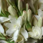 Vara de nardo con flores blancas abiertas y botones, vista de cerca
