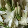 Vara de nardo con flores blancas abiertas y botones, vista de cerca