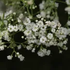 Ramas de nube (gypsophila) con decenas de flores blancas pequeñas sobre fondo oscuro