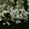 Ramas de nube (gypsophila) con decenas de flores blancas pequeñas sobre fondo oscuro
