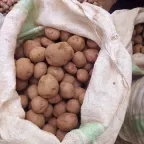 Papas de cáscara café en un costal blanco abierto en un puesto de mercado