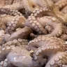 Pulpos frescos enteros amontonados en un puesto de pescadería, con los tentáculos a la vista