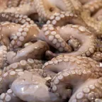 Pulpos frescos enteros amontonados en un puesto de pescadería, con los tentáculos a la vista